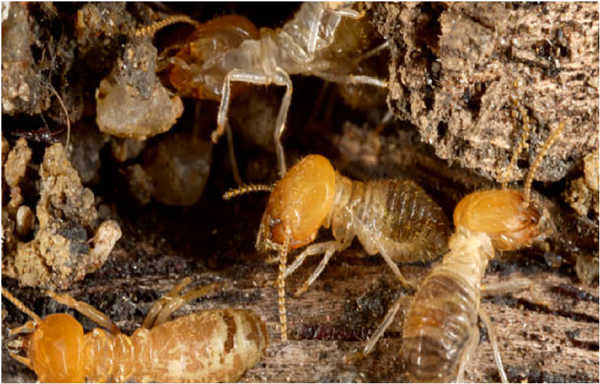 Untouchable Termites: Termite Evaluation Adelaide