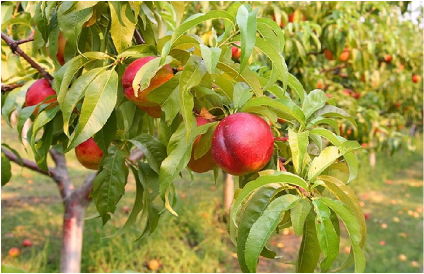 Buy Peach Nectarine Fan Trees from the Right Source