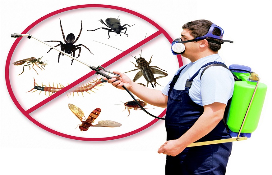 Tips for Pest Prevention | Theblogjourney.com